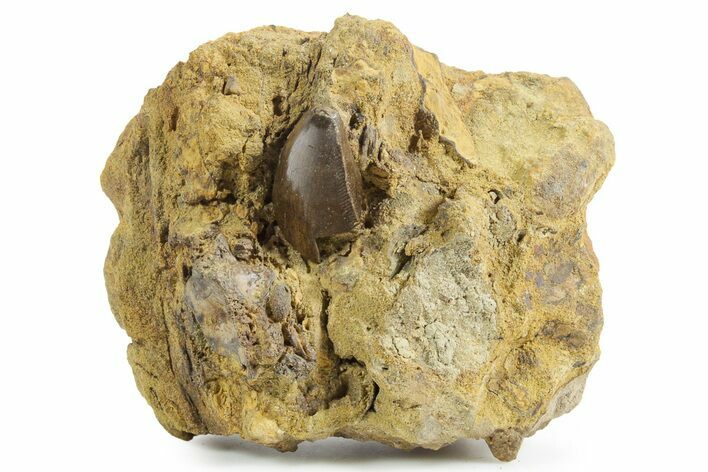 Fossil Tyrannosaurus rex Tooth Tip in Sandstone - Montana #351827